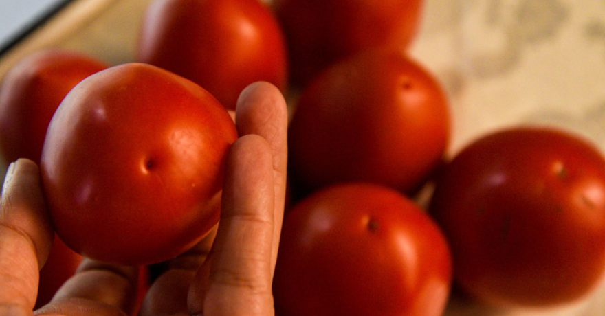 México rechaza arancel de EE. UU. al jitomate: “Es una medida injusta”
