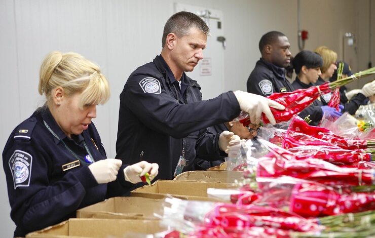 CBP prevé un año histórico en inspecciones de flores importadas previo a San Valentín