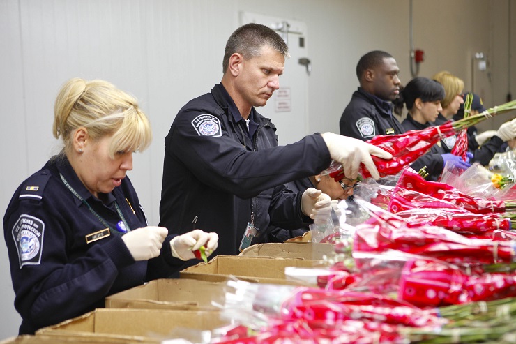 CBP prevé un año histórico en inspecciones de flores importadas previo a San Valentín