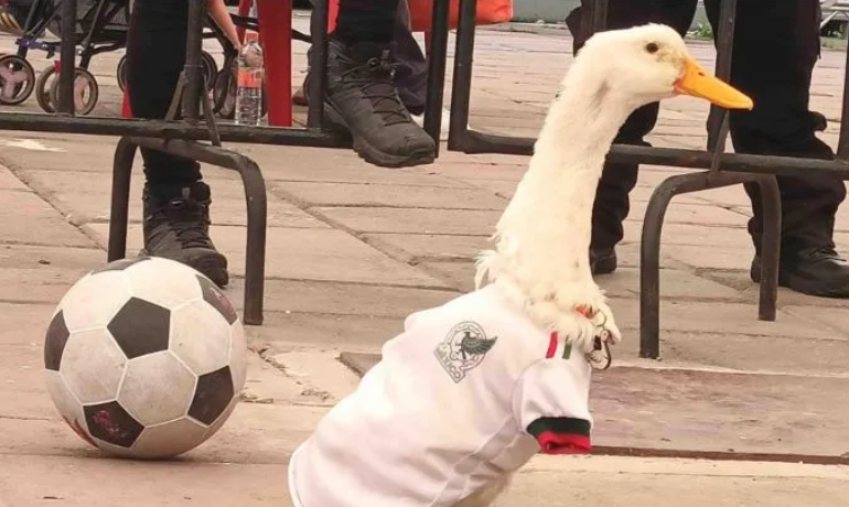 El pato Merlín se queda fuera del estadio en el Mundial 2026 en CDMX