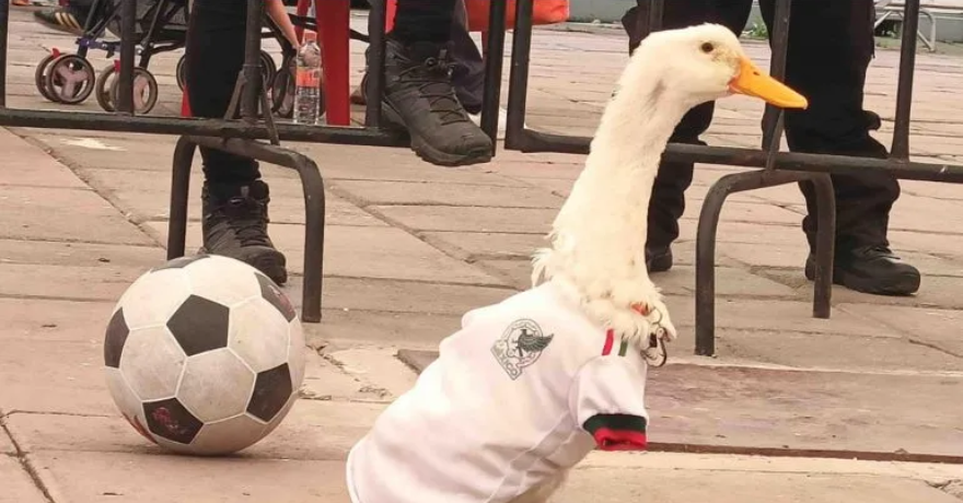 El pato Merlín se queda fuera del estadio en el Mundial 2026 en CDMX